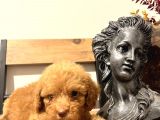 Bir Avuç  Toy Poodle