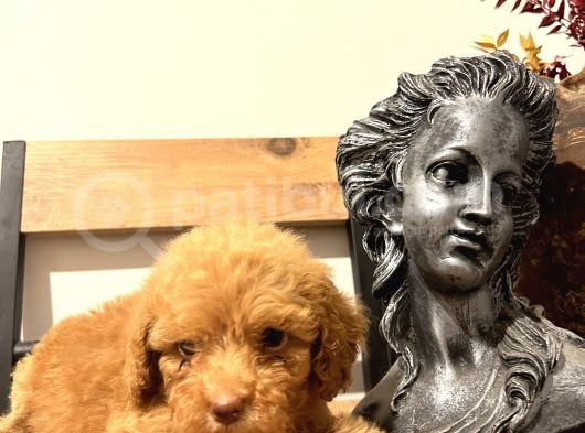 Bir Avuç  Toy Poodle görsel