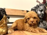 Bir avuç  toy poodle