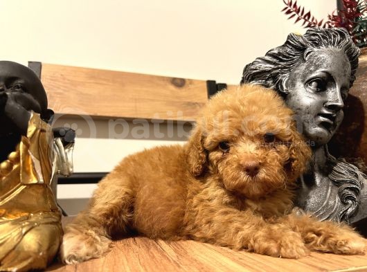 Bir Avuç  Toy Poodle