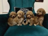 Küçük Çocuklarım Poodle