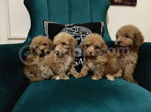 Küçük Çocuklarım Poodle görsel