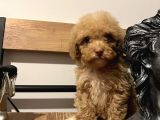 Küçük poodle kızım