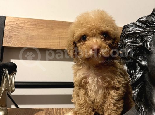 Küçük Poodle Kızım