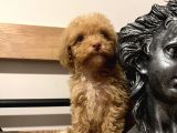 Küçük Poodle Kızım