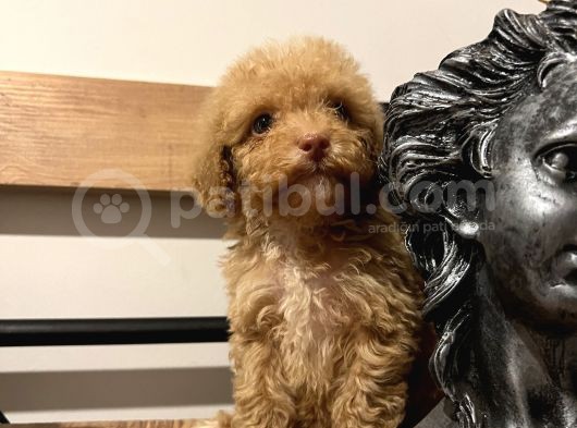 Küçük Poodle Kızım görsel