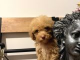 Küçük Poodle Kızım