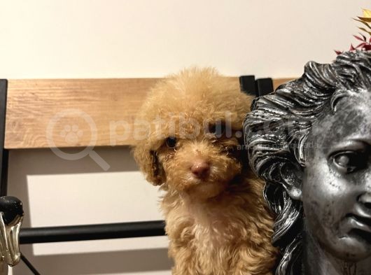 Küçük Poodle Kızım görsel