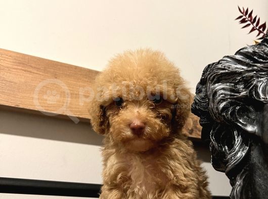 Küçük Poodle Kızım görsel