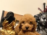 Küçük Toy Poodle Kızım