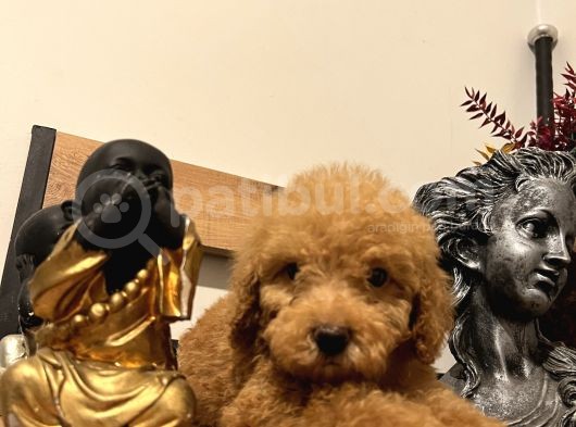 Küçük Toy Poodle Kızım görsel