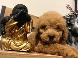 Küçük Toy Poodle Kızım