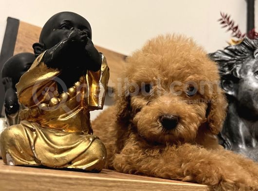 Küçük Toy Poodle Kızım görsel