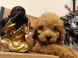 Küçük toy poodle kızım