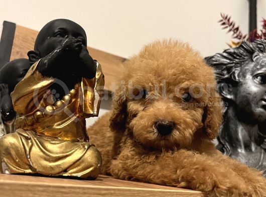 Küçük Toy Poodle Kızım