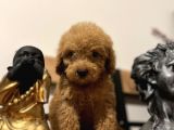 Küçük Toy Poodle Kızım