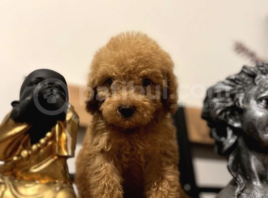 Küçük Toy Poodle Kızım görsel
