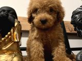 Küçük Toy Poodle Kızım
