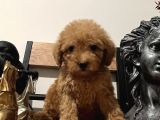 Orjinal Toy Poodle Bebeğim