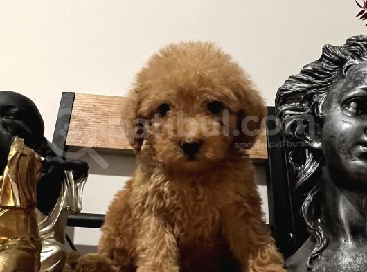 Orjinal Toy Poodle Bebeğim görsel