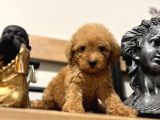 Orjinal Toy Poodle Bebeğim