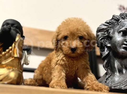 Orjinal Toy Poodle Bebeğim görsel