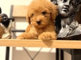 Orjinal Toy Poodle Bebeğim
