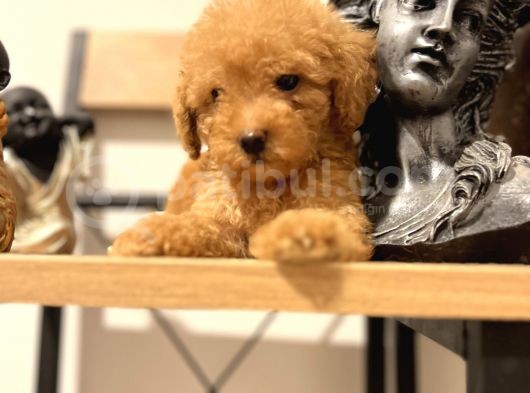 Orjinal Toy Poodle Bebeğim görsel