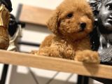 Orjinal Toy Poodle Bebeğim