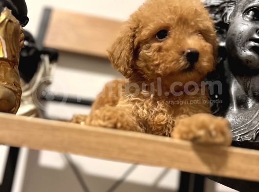 Orjinal Toy Poodle Bebeğim görsel