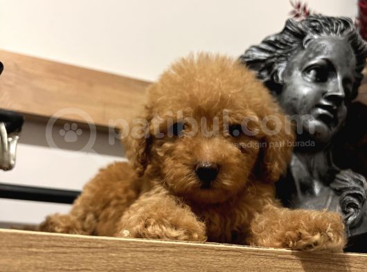 Orjinal Toy Poodle Bebeğim görsel