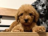 Orjinal toy poodle bebeğim