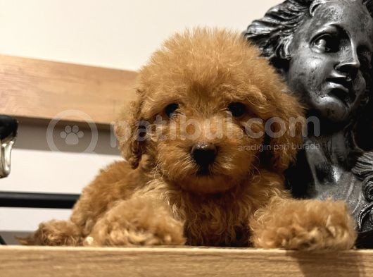 Orjinal Toy Poodle Bebeğim