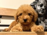 Orjinal Toy Poodle Bebeğim