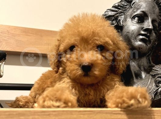 Orjinal Toy Poodle Bebeğim görsel