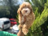 Güzeller Güzeli Maltipoo Bebeğim