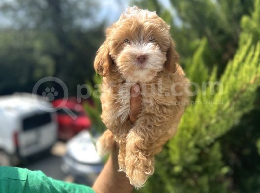 Güzeller Güzeli Maltipoo Bebeğim görsel