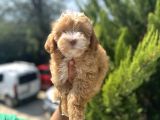 Güzeller Güzeli Maltipoo Bebeğim