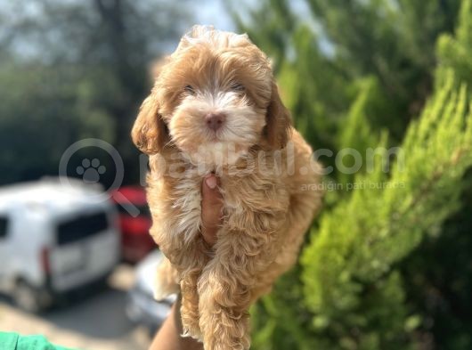 Güzeller Güzeli Maltipoo Bebeğim görsel