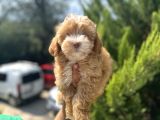 Güzeller güzeli maltipoo bebeğim