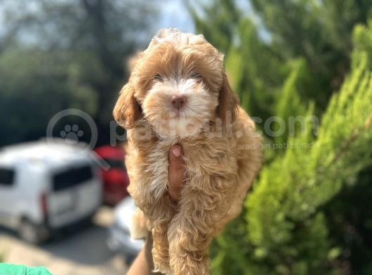 Güzeller Güzeli Maltipoo Bebeğim