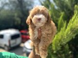 Güzeller Güzeli Maltipoo Bebeğim