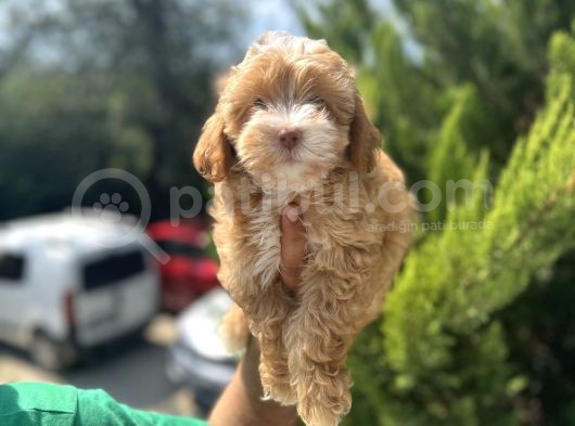 Güzeller Güzeli Maltipoo Bebeğim görsel