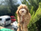 Güzeller Güzeli Maltipoo Bebeğim