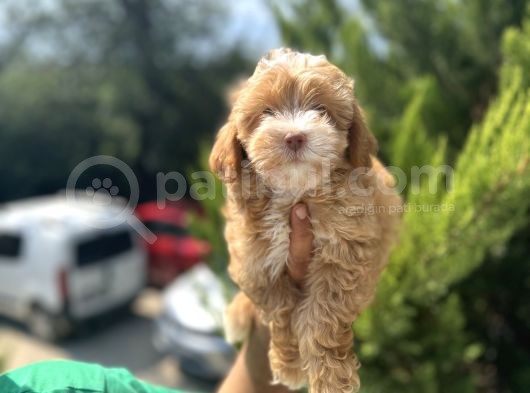 Güzeller Güzeli Maltipoo Bebeğim görsel