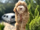 Güzeller Güzeli Maltipoo Bebeğim