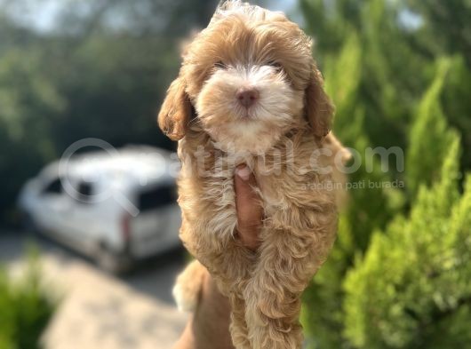 Güzeller Güzeli Maltipoo Bebeğim görsel