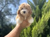 Orjinal Maltipoo Bebeğim