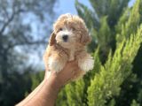 Orjinal maltipoo bebeğim