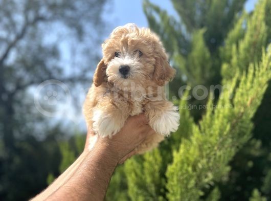 Orjinal Maltipoo Bebeğim